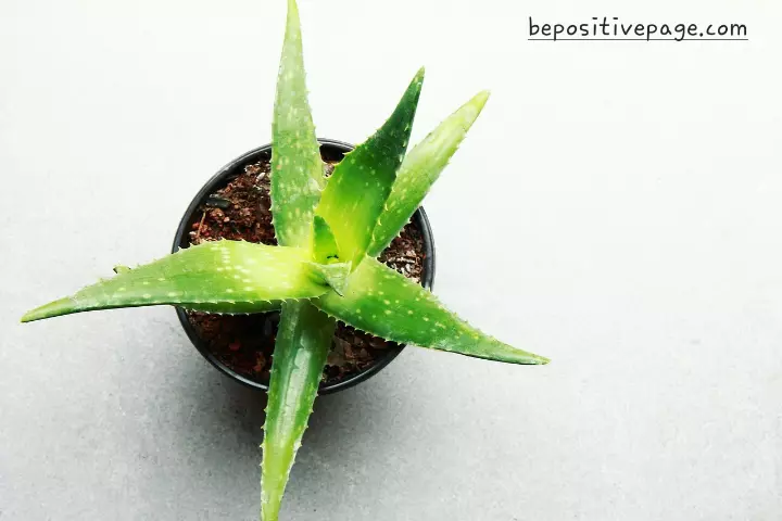 Benefits of the Aloe vera